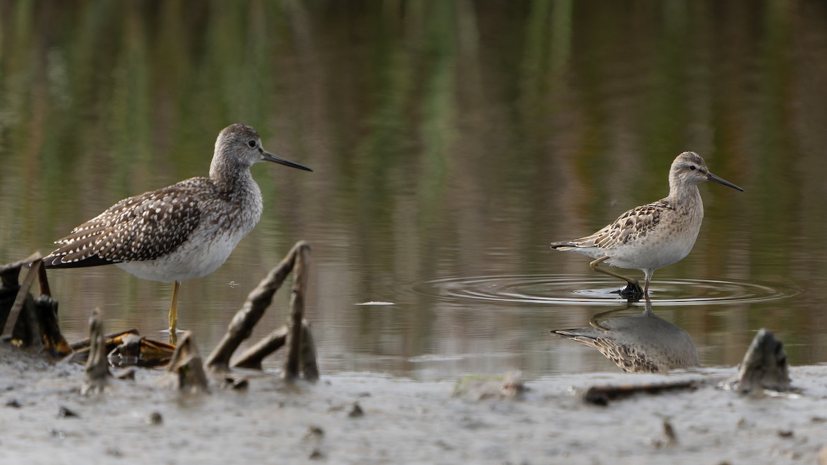 Stilt Sandpiper - ML608632808