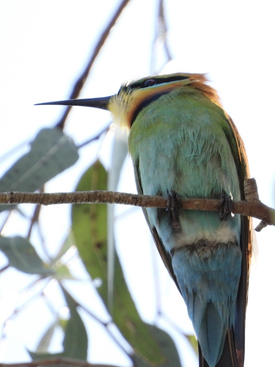 Rainbow Bee-eater - ML608632816