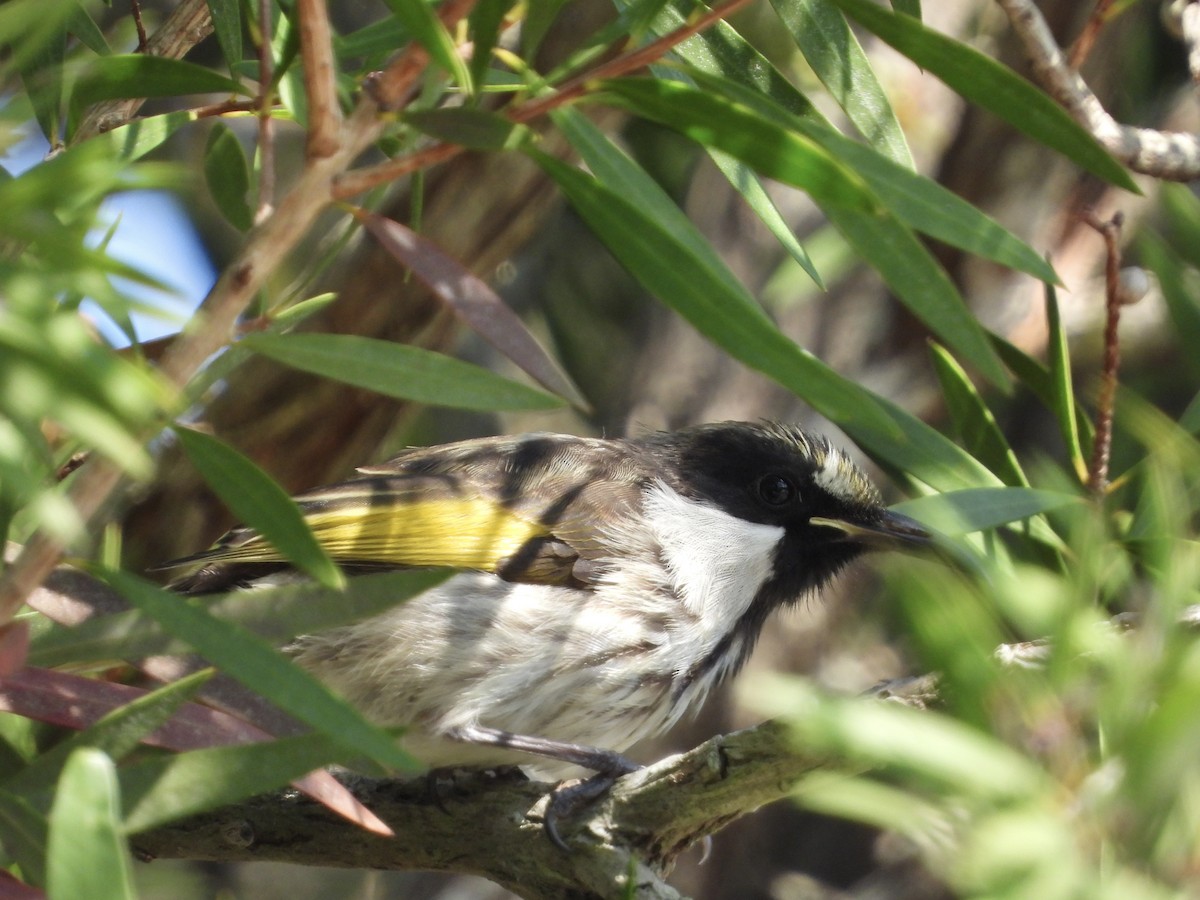 White-cheeked Honeyeater - ML608632867