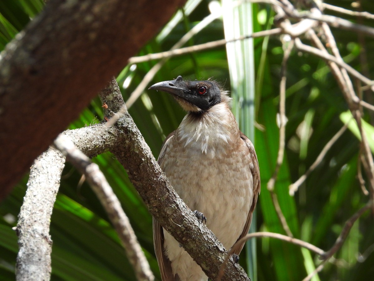 Noisy Friarbird - ML608632879