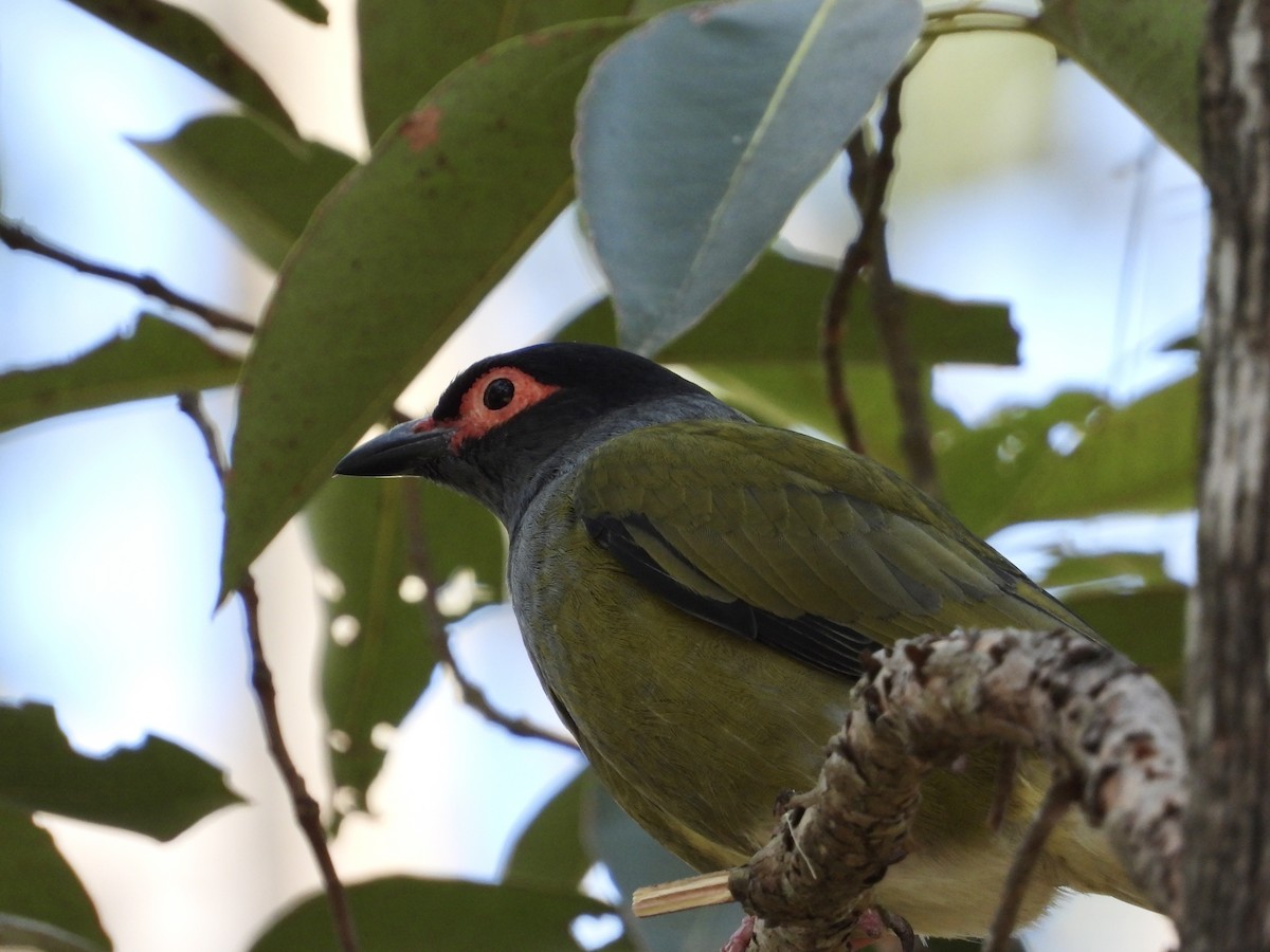 Australasian Figbird - ML608632887