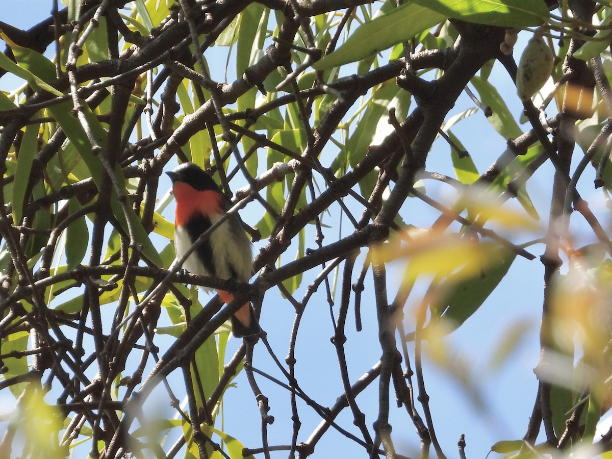 Mistletoebird - ML608632900