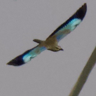 European Roller - Chris Limbach