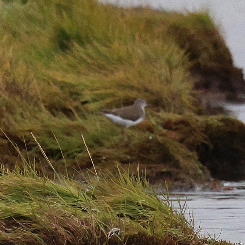 Хайргын хөгчүү - ML608632951