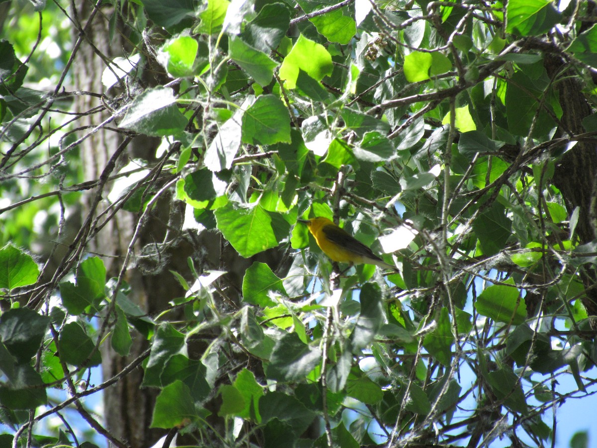 Prothonotary Warbler - ML608632984