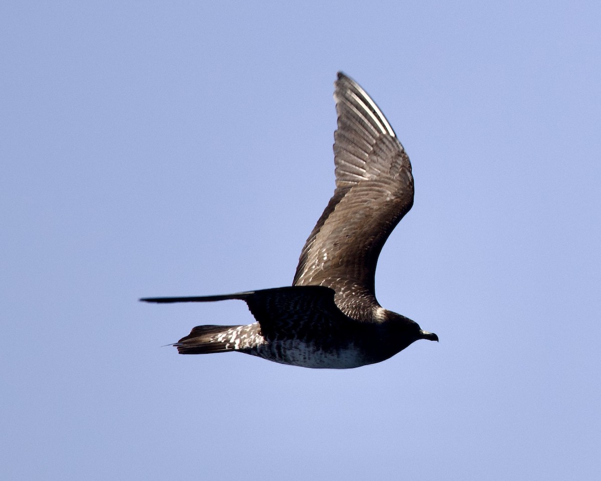 Long-tailed Jaeger - ML608633044