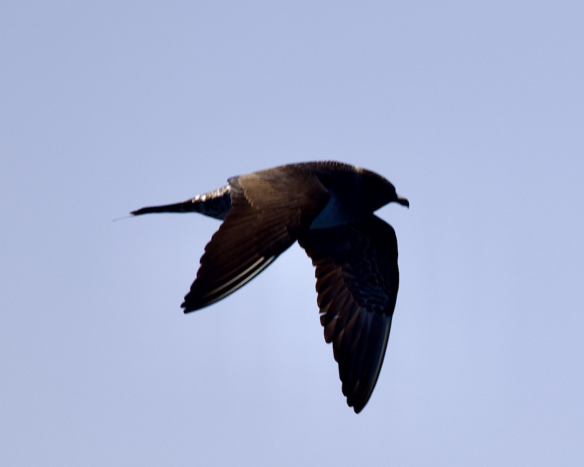 Long-tailed Jaeger - ML608633045