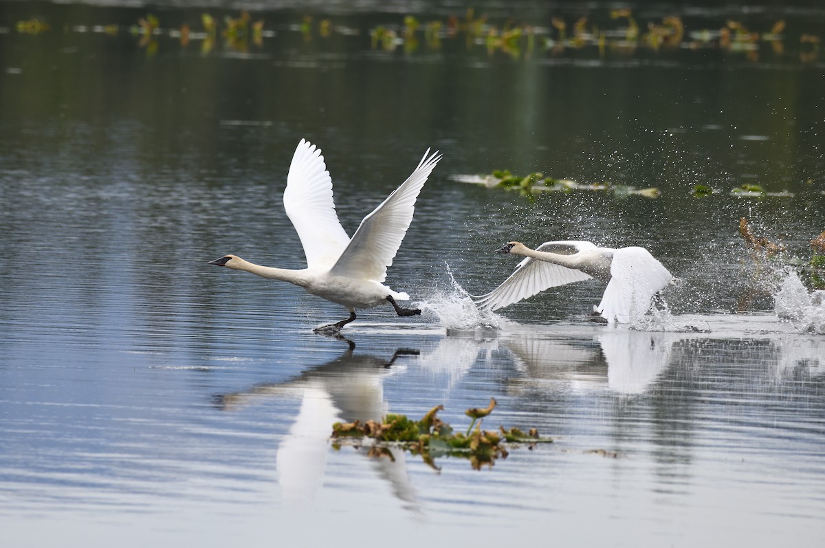 Trumpeter Swan - ML608633107