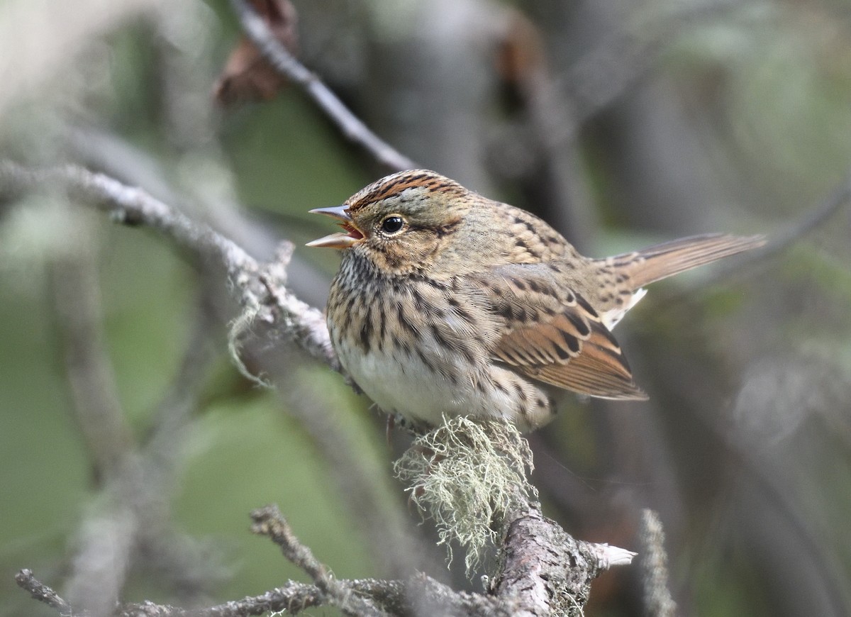 Lincoln's Sparrow - ML608633112