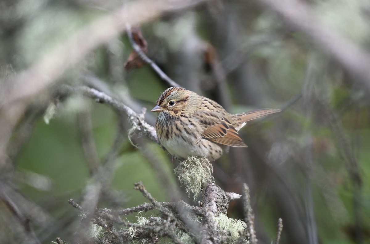 Lincoln's Sparrow - ML608633113