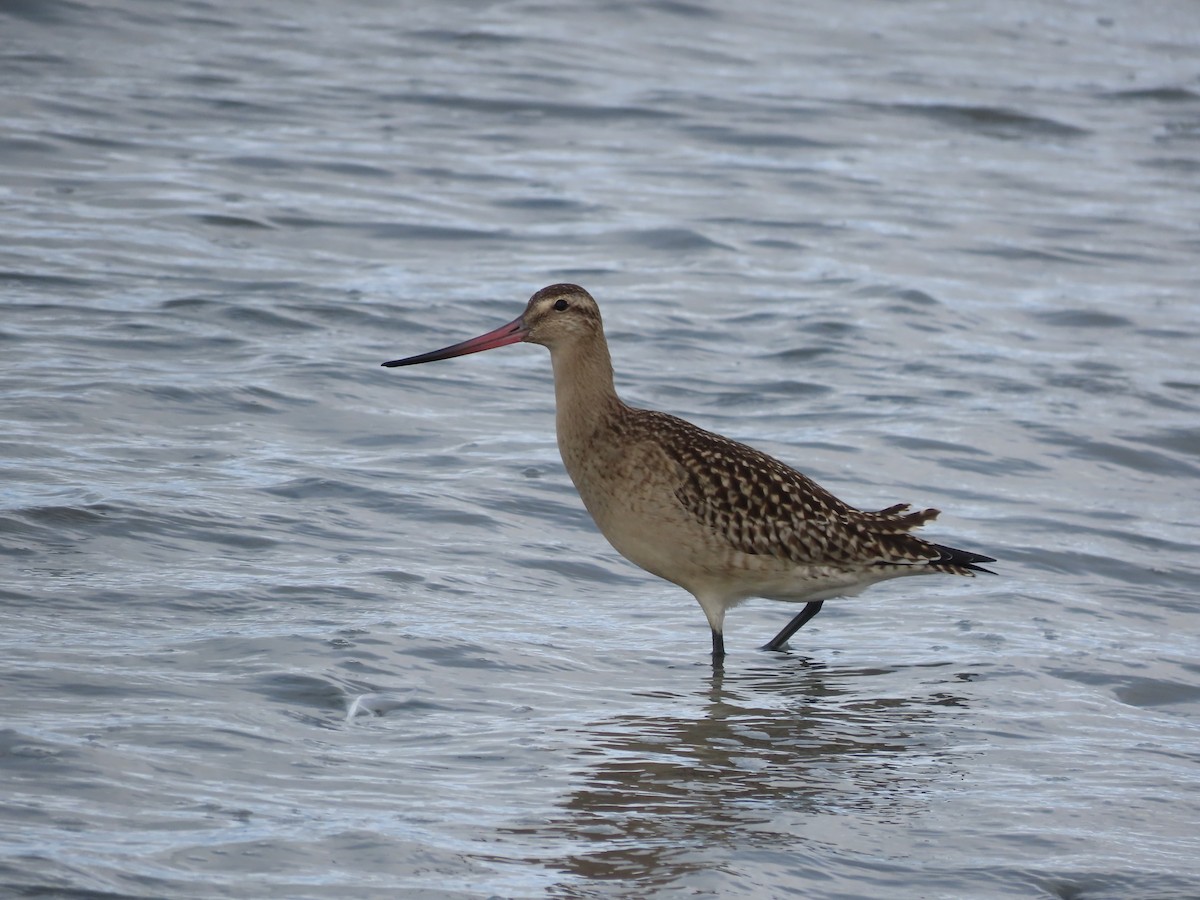 Bar-tailed Godwit - ML608633130