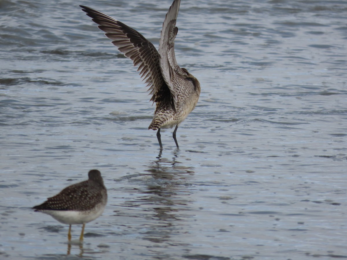 Bar-tailed Godwit - ML608633133