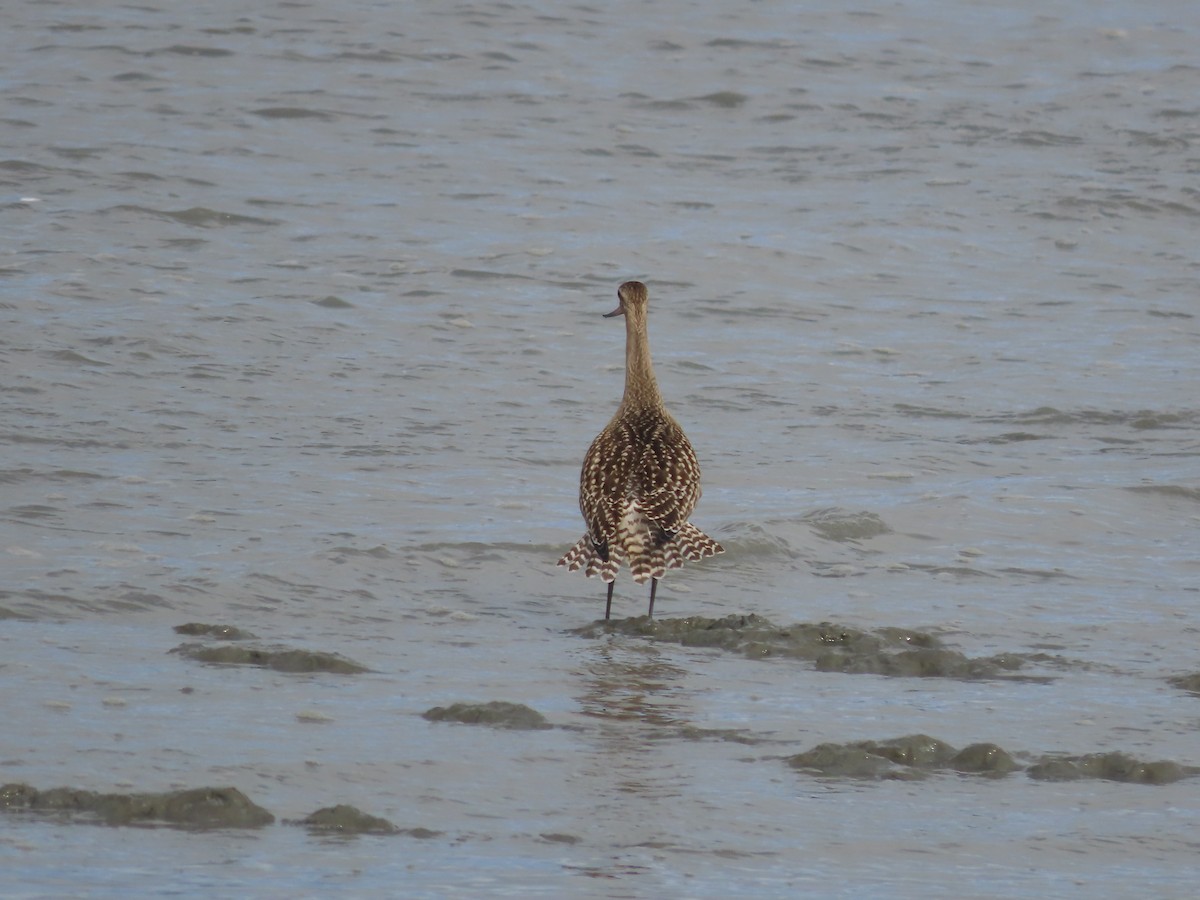 Bar-tailed Godwit - ML608633136