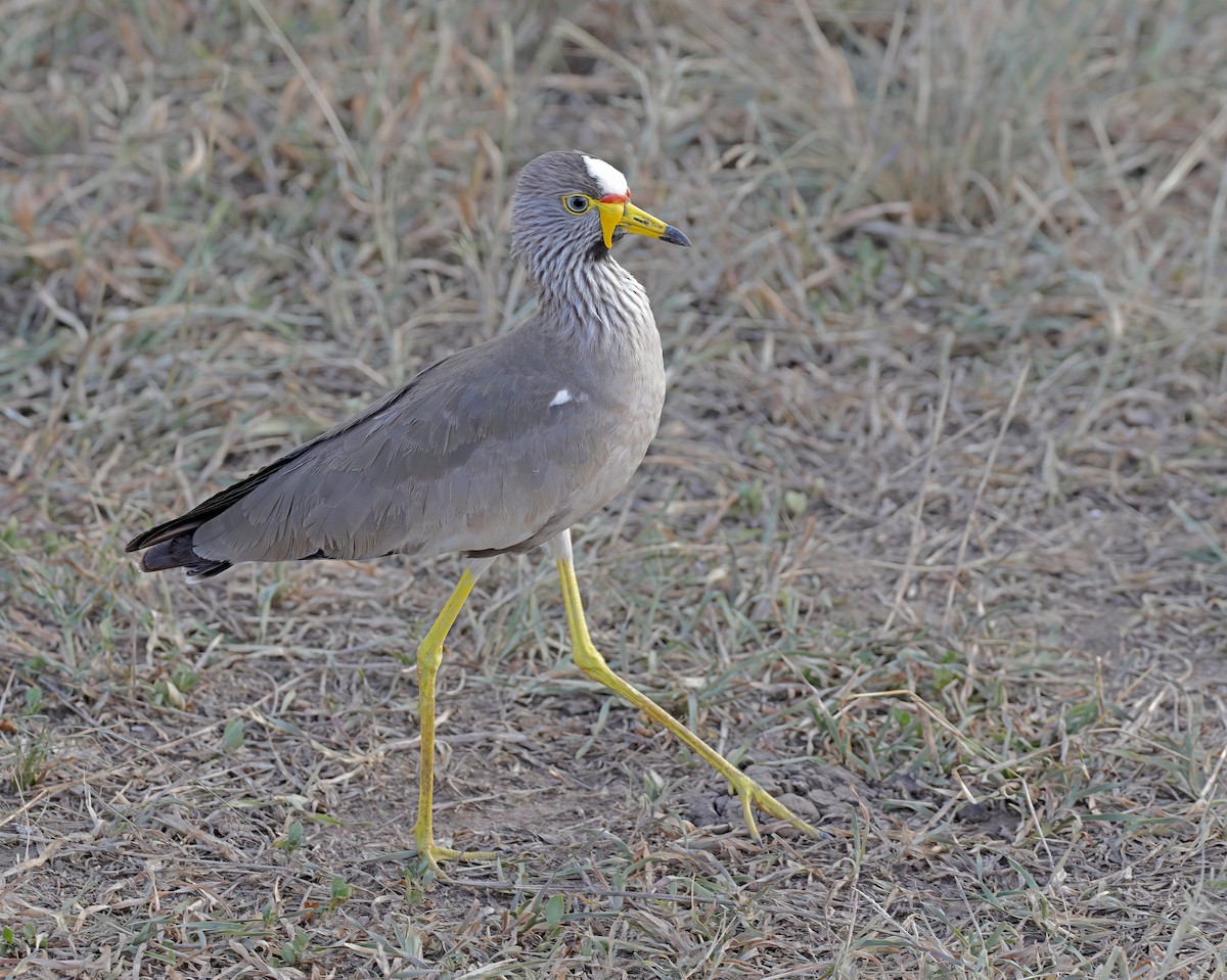 Vanneau du Sénégal - ML608633159