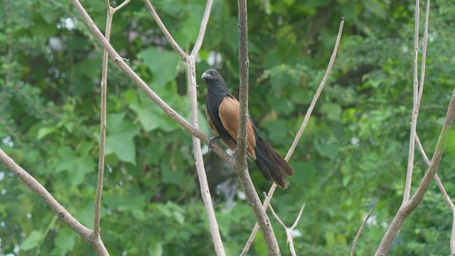 Lesser Coucal - ML608633177