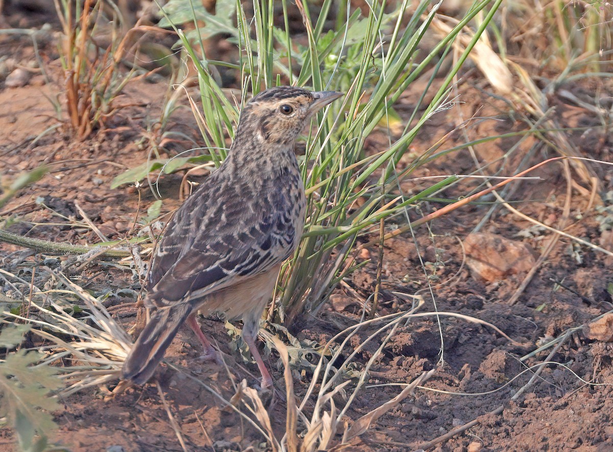 White-tailed Lark - sheau torng lim