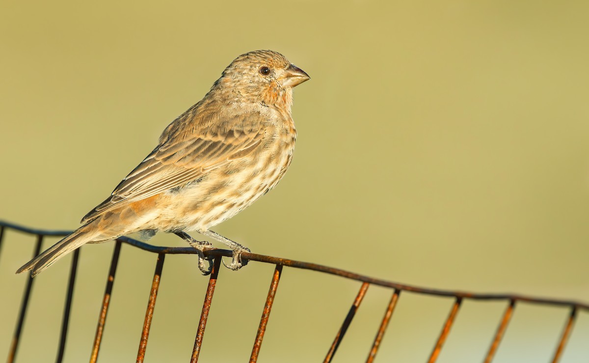 House Finch (Common) - ML608633199