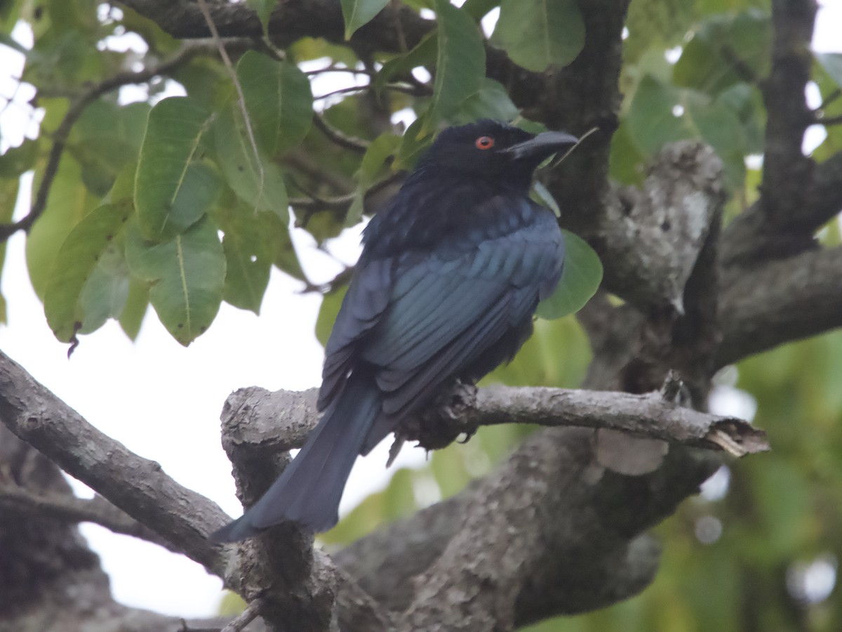 Spangled Drongo - ML608633200