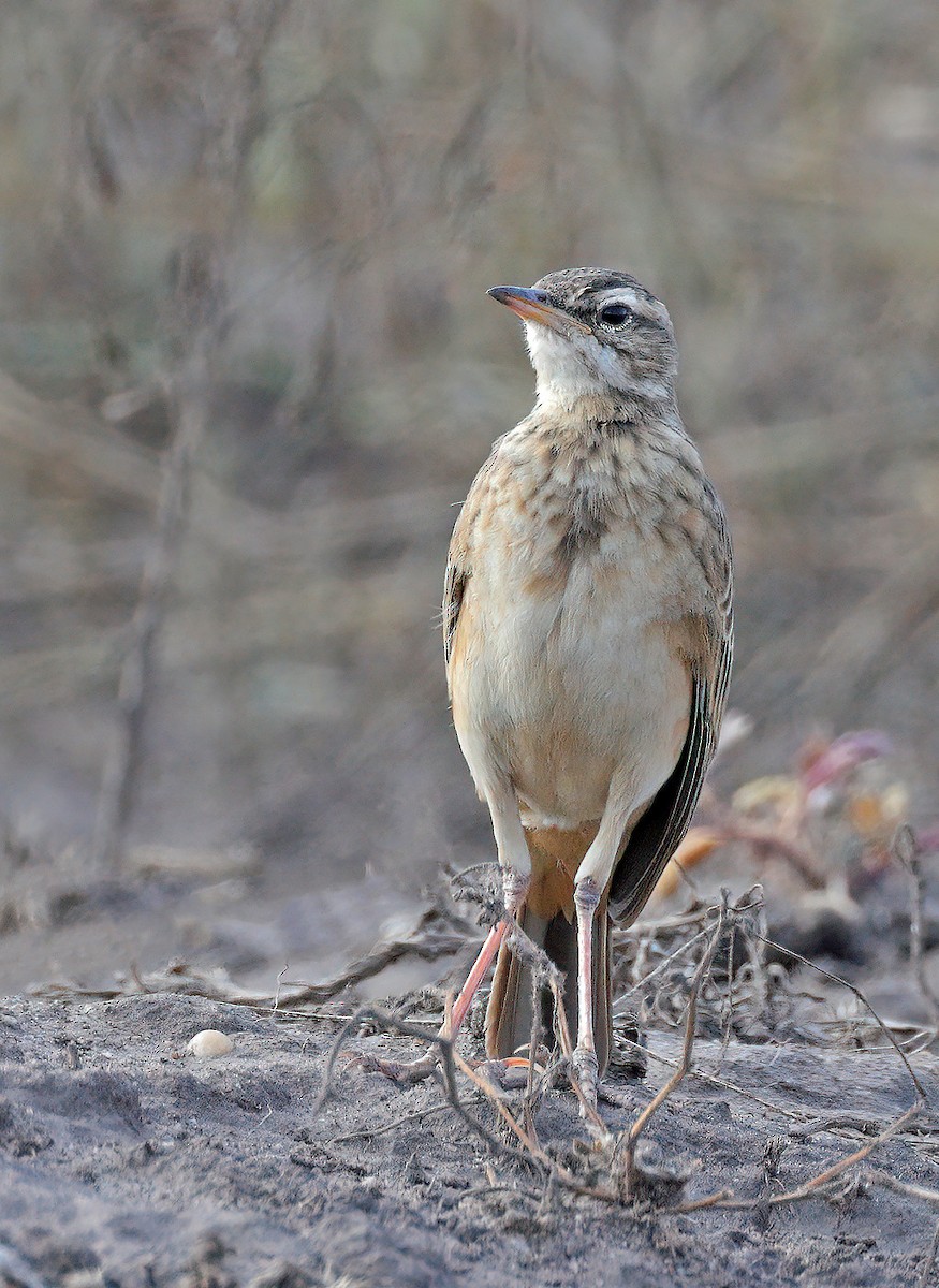 Pipit à dos uni - ML608633236