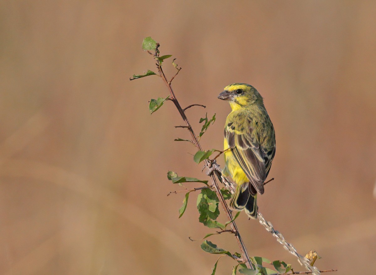 Serin du Mozambique - ML608633242