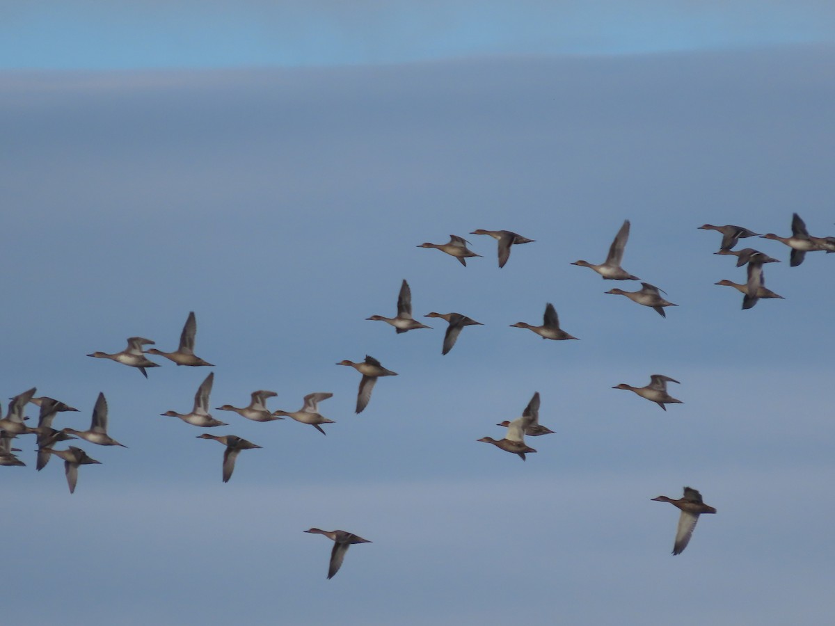 Northern Pintail - ML608633248