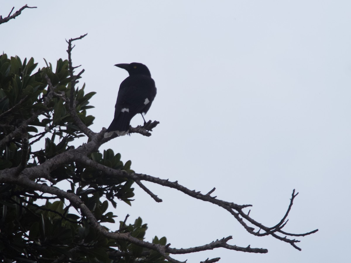 Pied Currawong - ML608633260