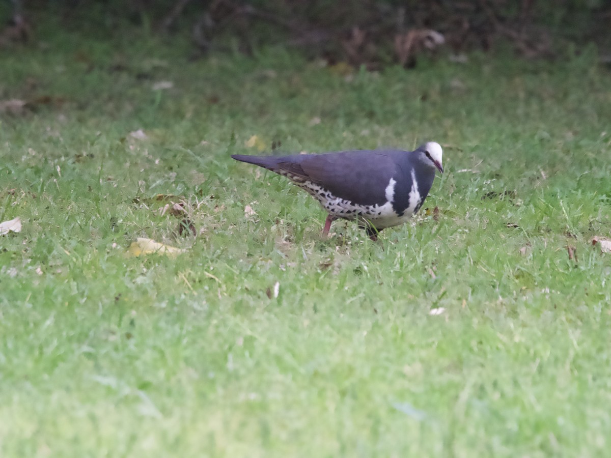 Wonga Pigeon - ML608633280