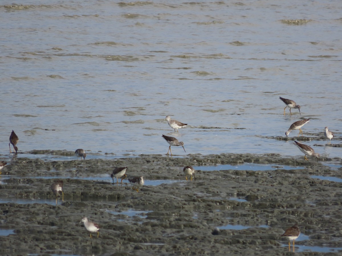 Greater Yellowlegs - Laura Burke