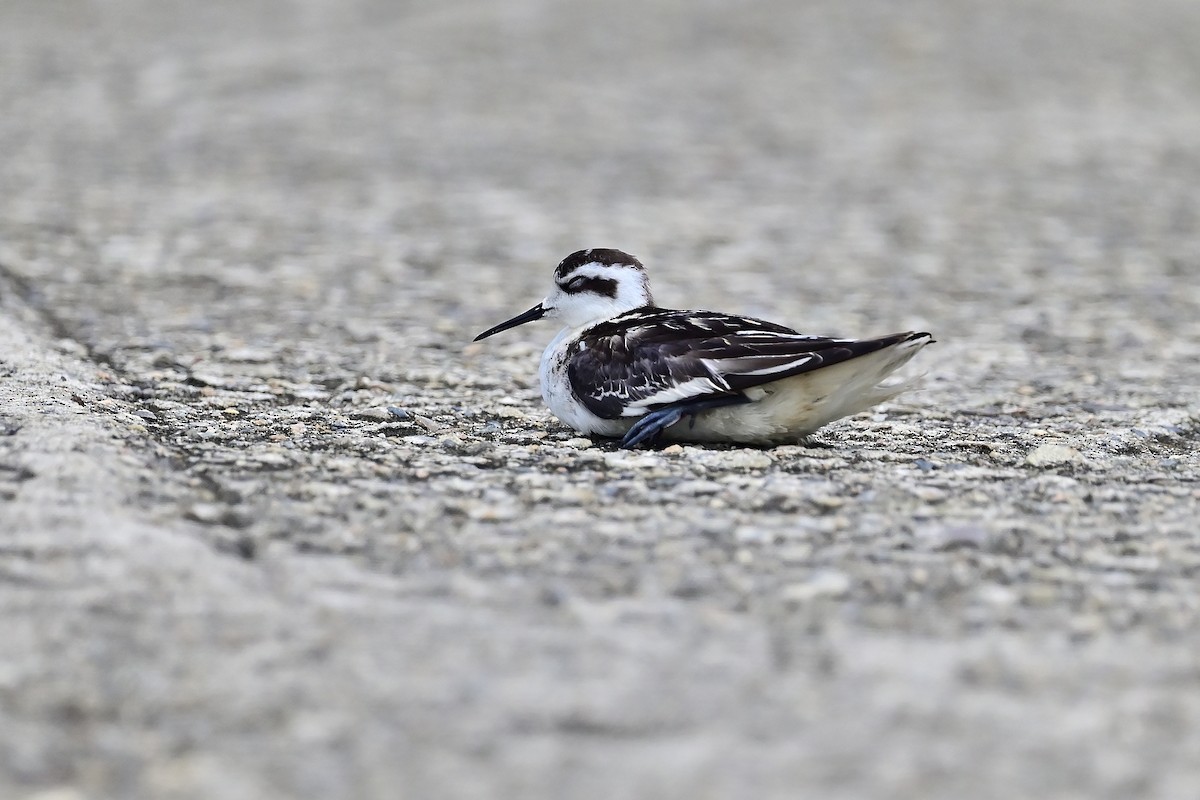 Red-necked Phalarope - Weber Tsai