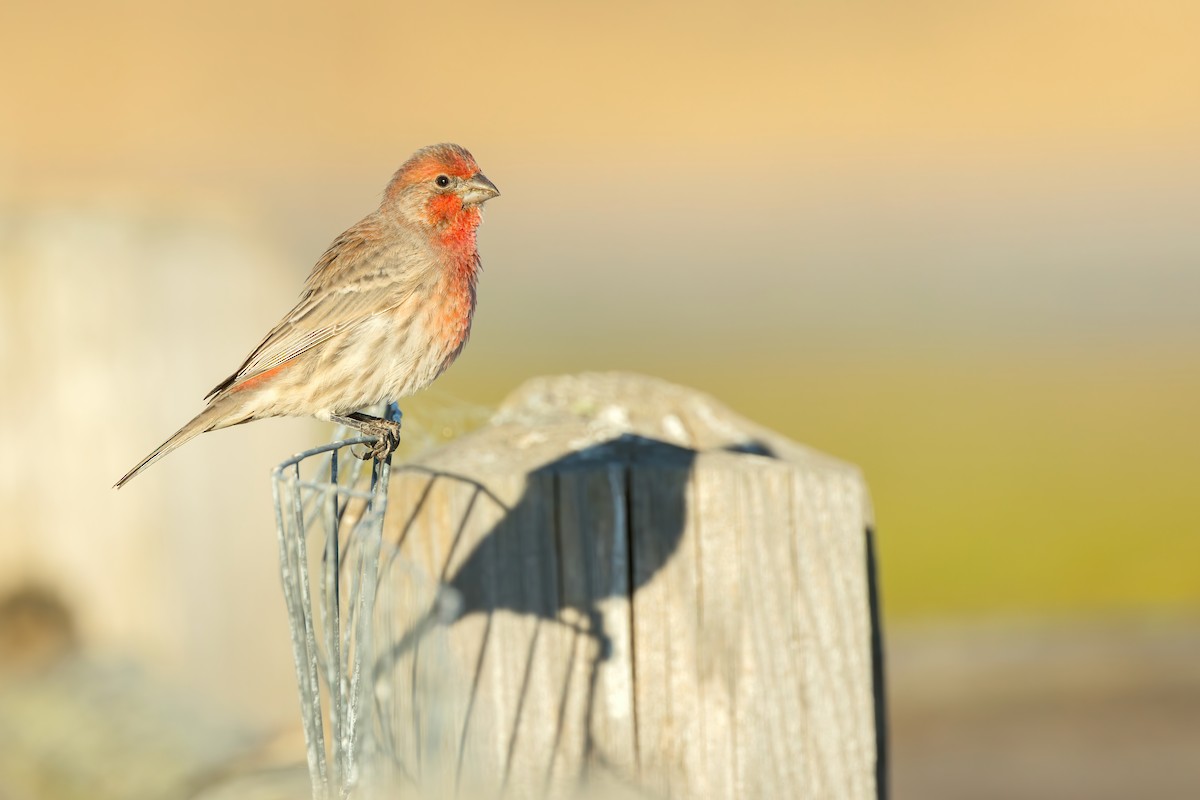 House Finch (Common) - ML608633315