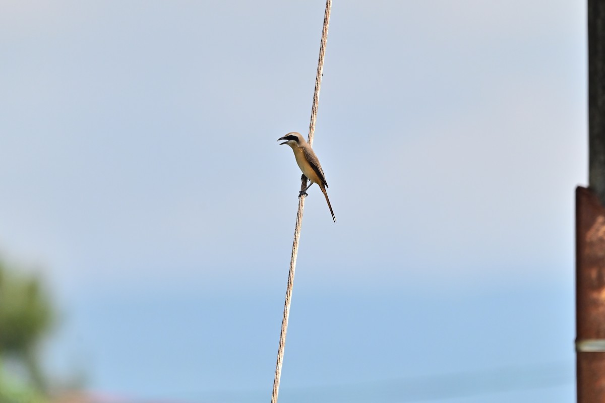 Brown Shrike - ML608633321