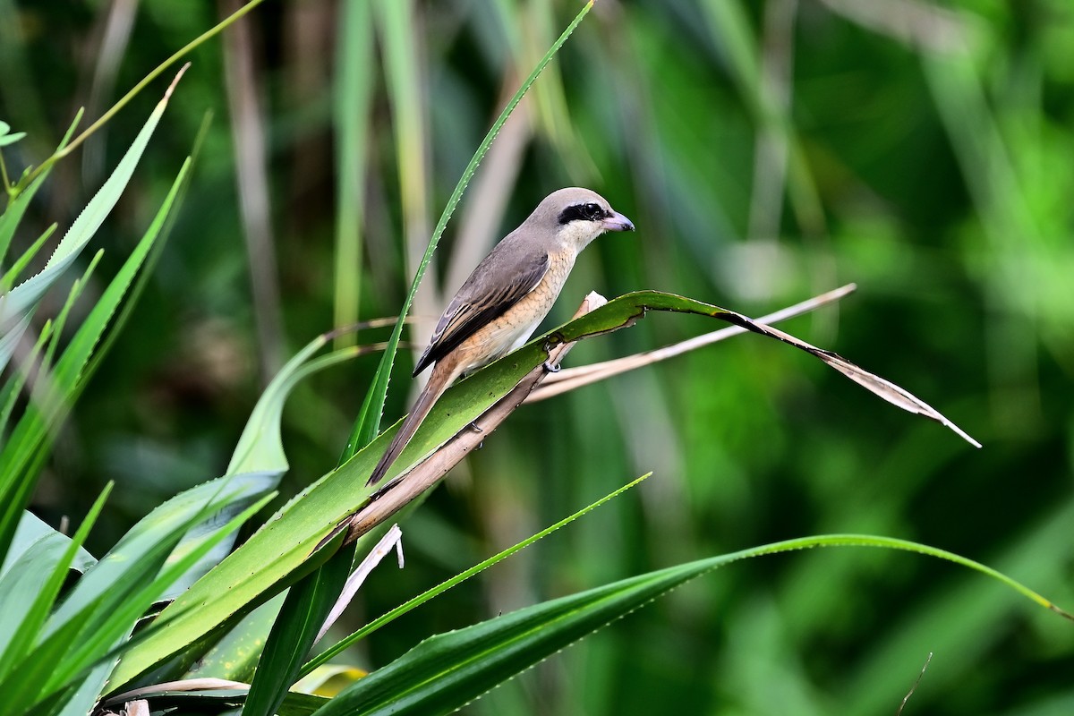 Brown Shrike - Weber Tsai