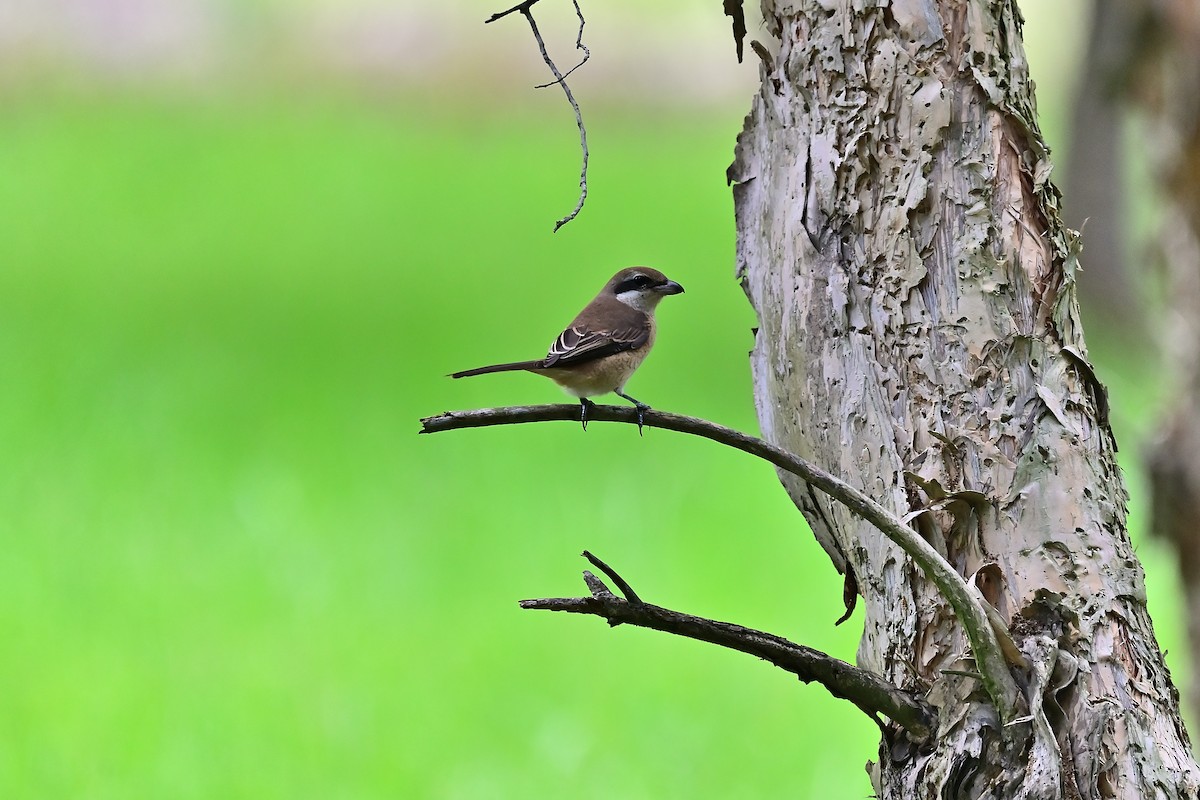 Pie-grièche brune - ML608633328