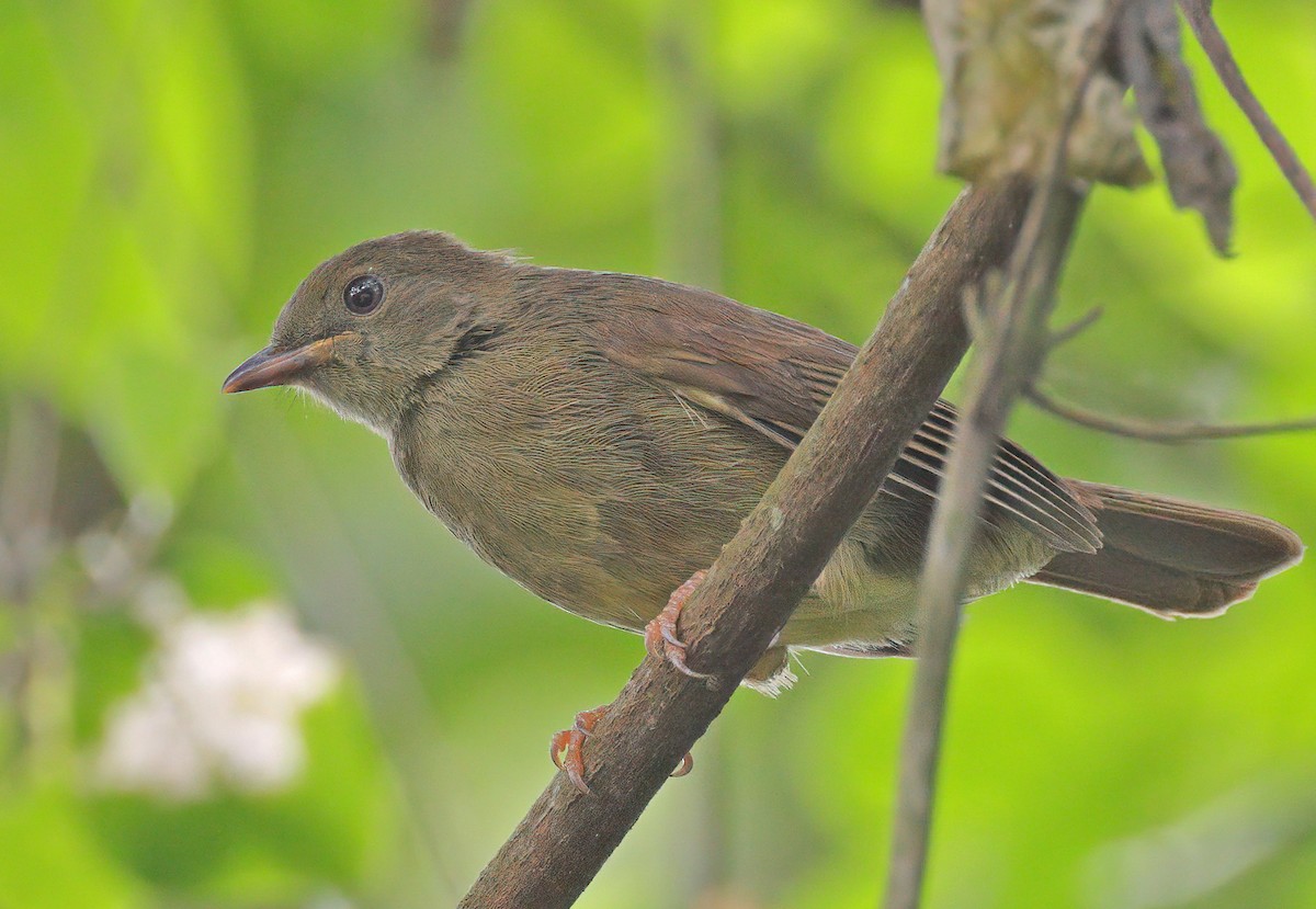 Little Greenbul - sheau torng lim