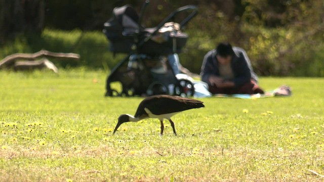 Straw-necked Ibis - ML608633361