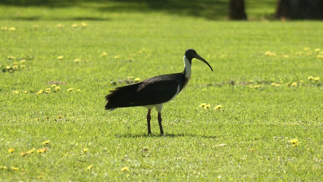 Straw-necked Ibis - ML608633362