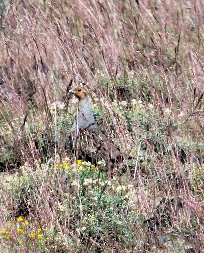 Gray Partridge - ML60863341