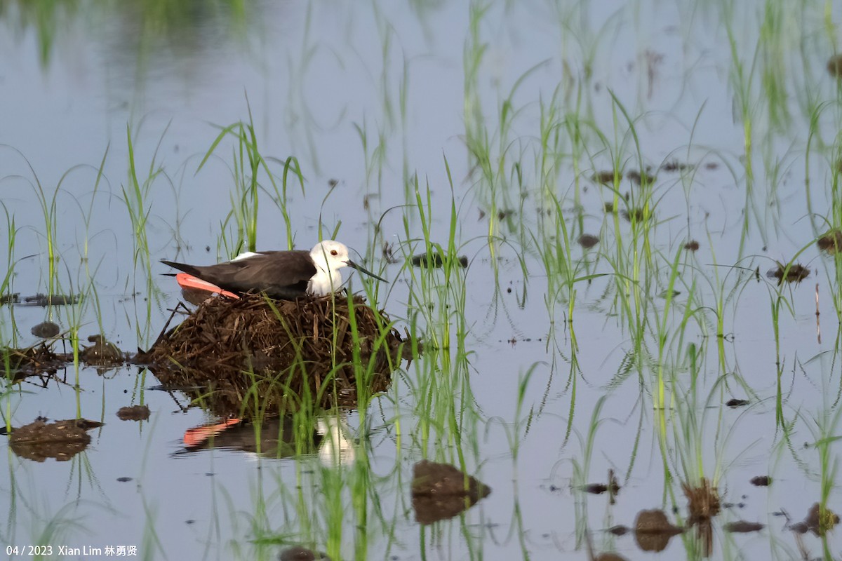 Black-winged Stilt - ML608633449