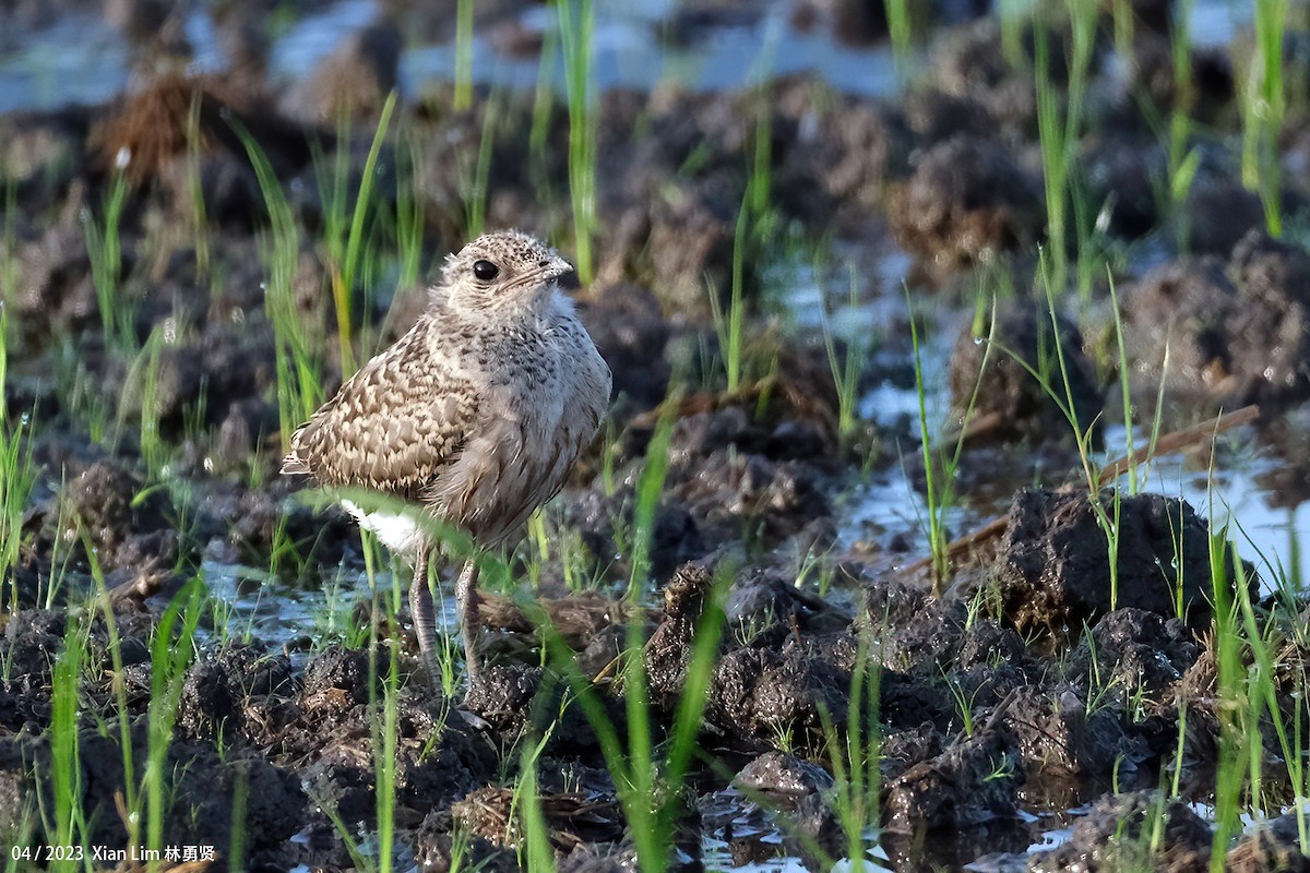 Oriental Pratincole - ML608633459