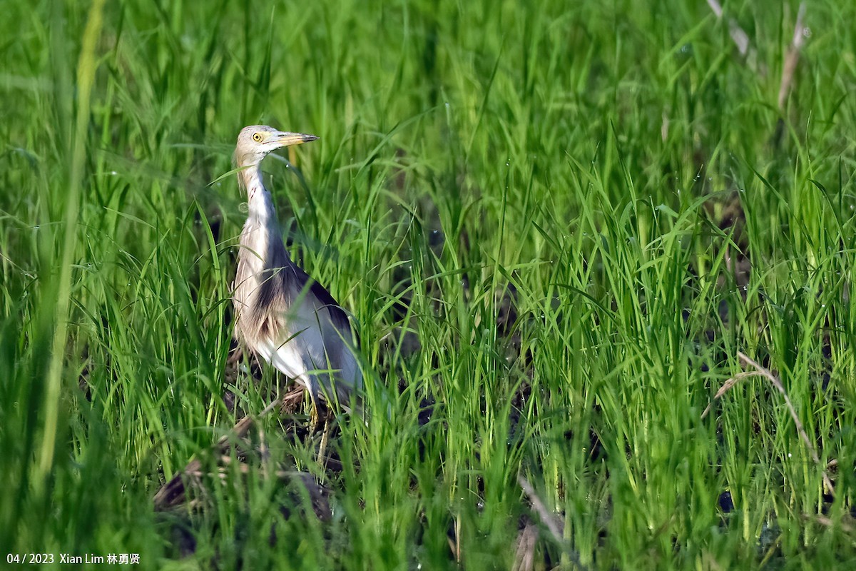 Indian Pond-Heron - Lim Ying Hien