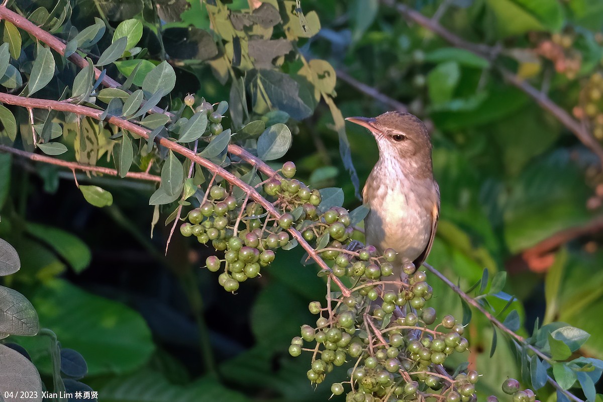 Oriental Reed Warbler - Lim Ying Hien