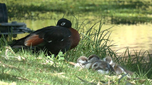 Australian Shelduck - ML608633529