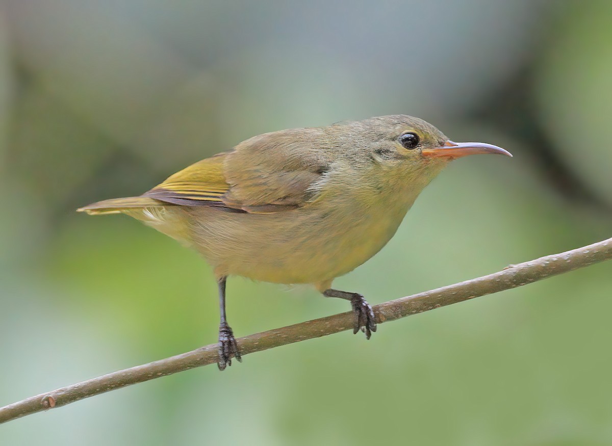 Little Green Sunbird - ML608633531