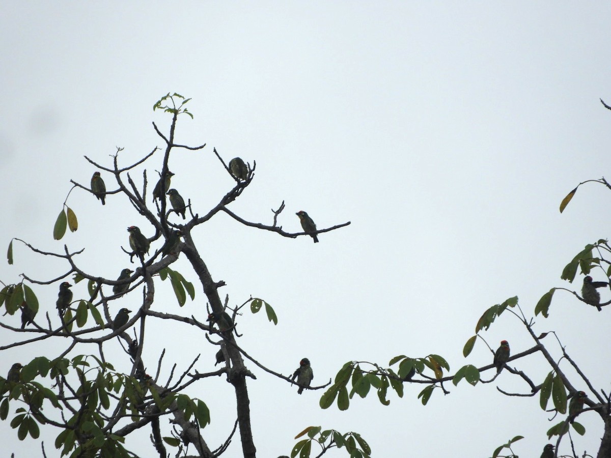 Coppersmith Barbet - ML608633568