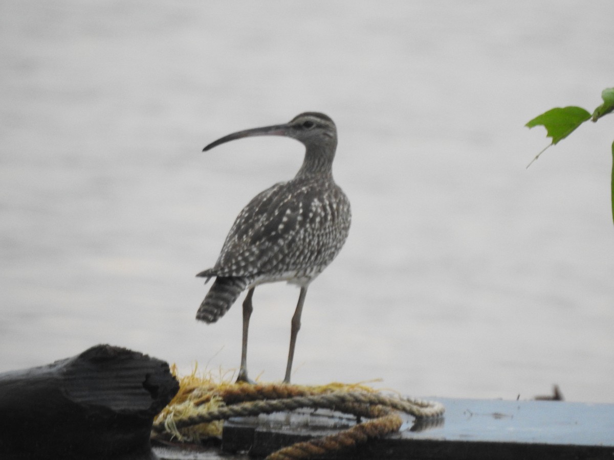 Whimbrel - ML608633614