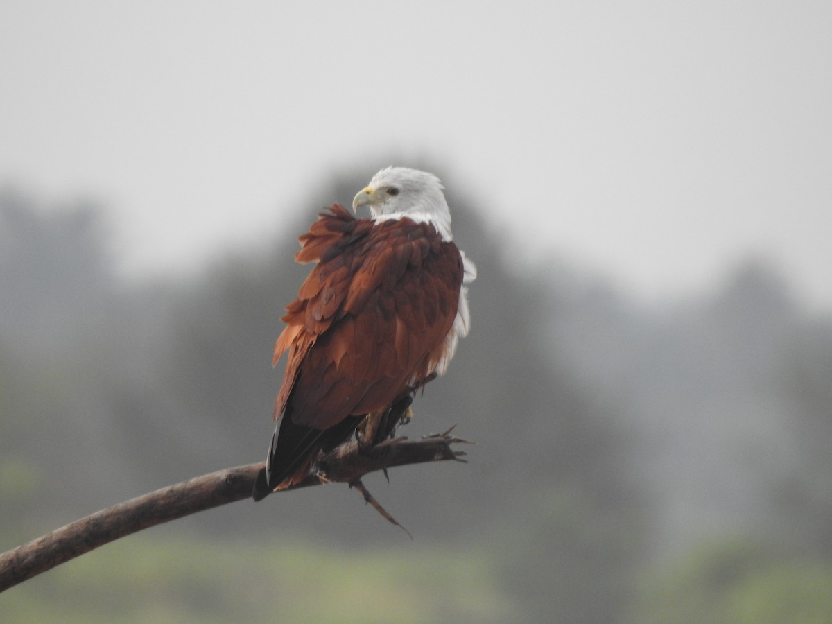 Brahminy Kite - ML608633619