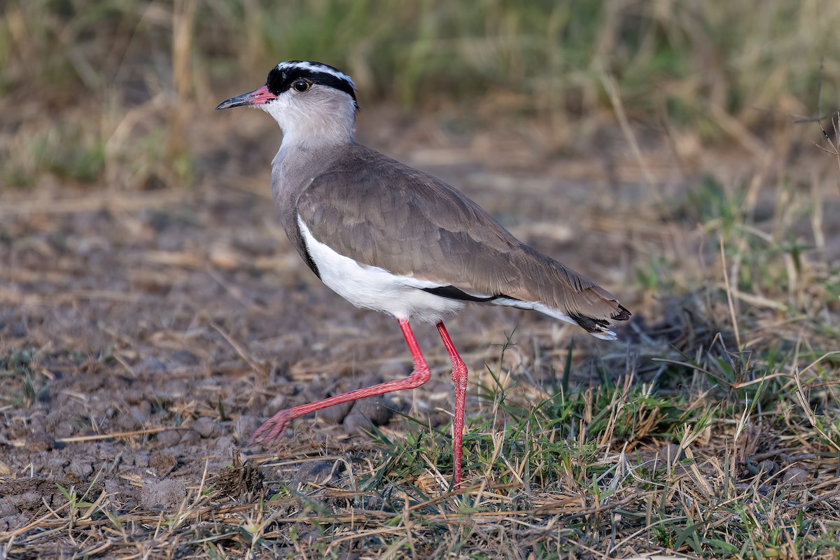 Crowned Lapwing - ML608633637