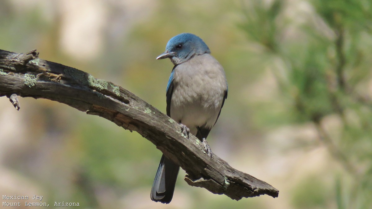 Mexican Jay - ML608633781