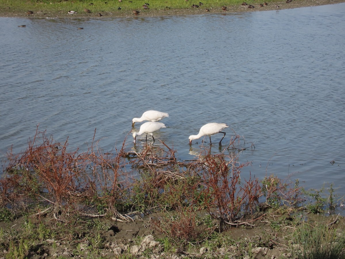 Eurasian Spoonbill - ML608633808