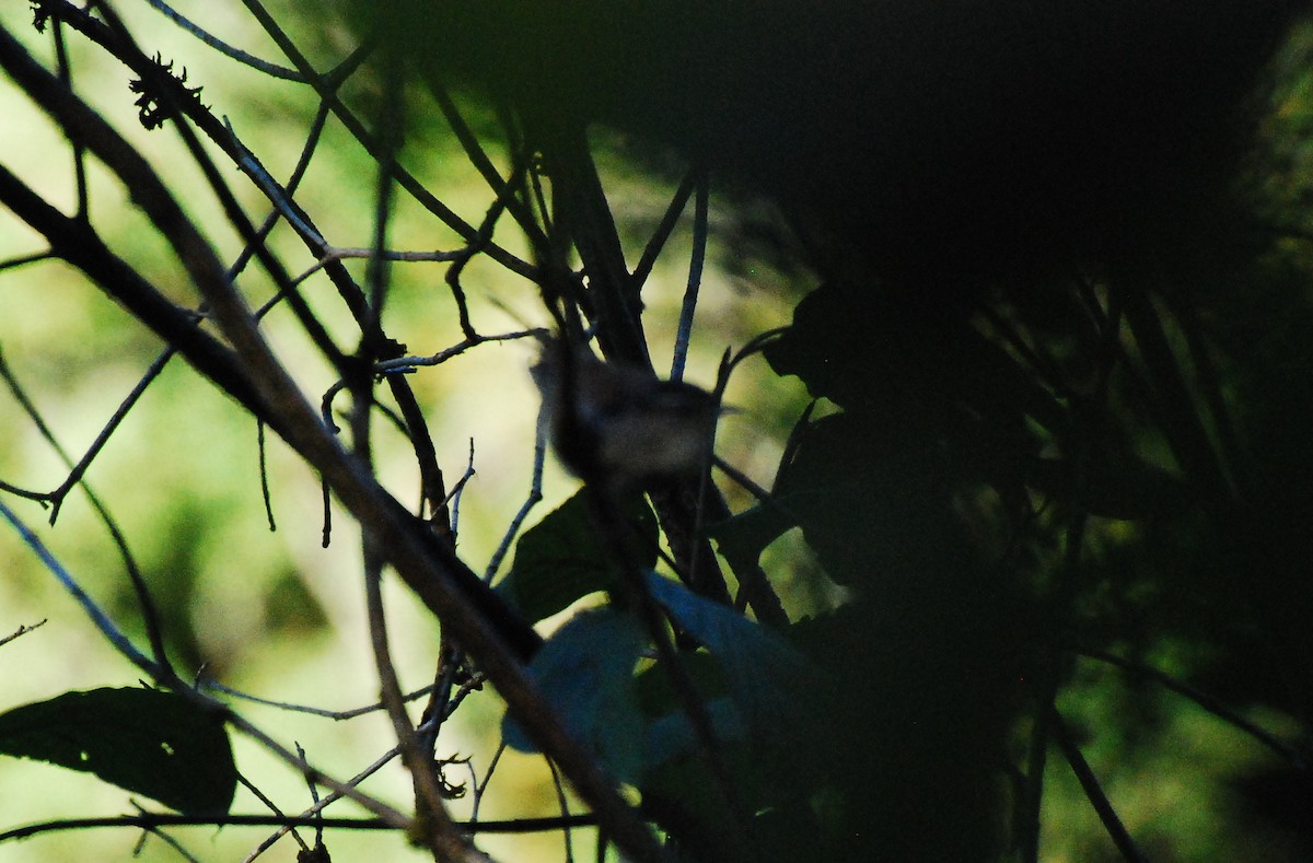 Bewick's Wren - ML608633995